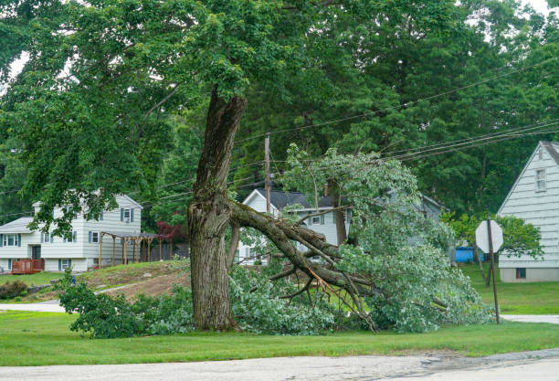 Why Choose Our Tree Removal Services in Midway, UT?